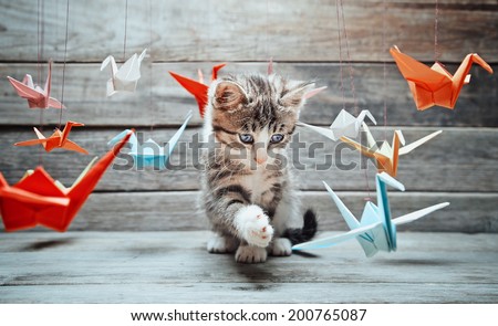 Cute little kitten is playing with colorful paper cranes on wooden background