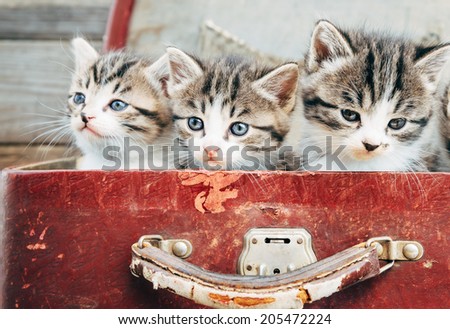 Three cute kittens in vintage suitcase on a wooden background