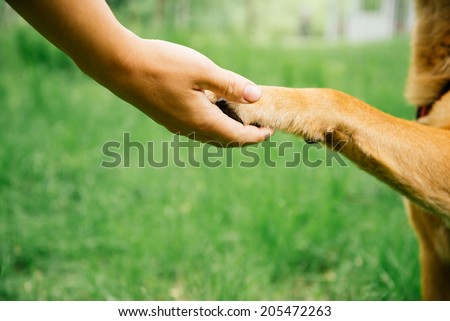 Close-up image of dog paw and human hand are doing handshake on nature, friendship