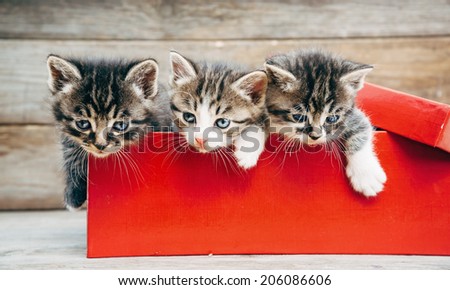 Three cute little kittens in red box on wooden background