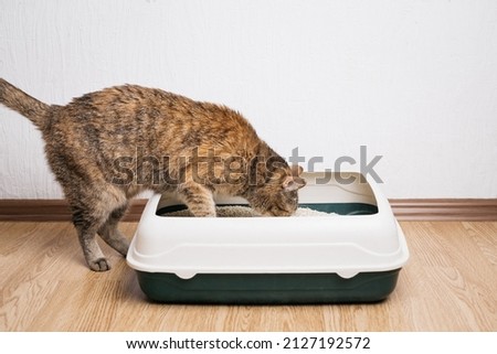 Domestic ginger cat examines litter box with dry filler for the toilet. Foto stock © 