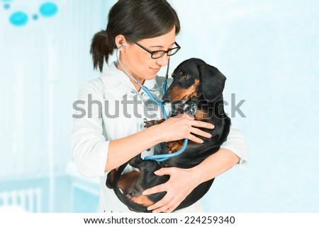 Young woman veterinarian is listening dachshund dog in hospital