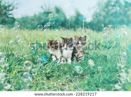 Three little kitten sitting among soap bubbles on summer green meadow. Image with vintage instagram filter
