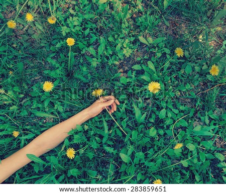 Woman lying on flowery meadow with dandelions in summer, close-up of hand. Image with instagram filter