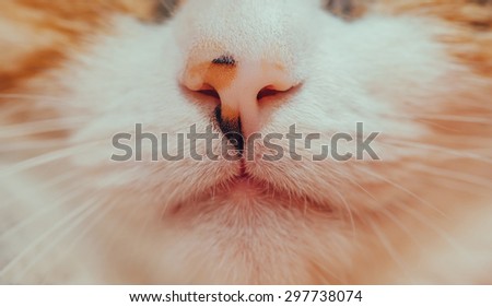 Muzzle detail of cat tortoiseshell color, nose and mouth. Spot on the nose of cat