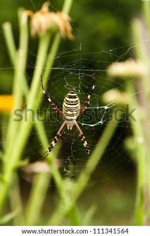 large colorful spider on the web