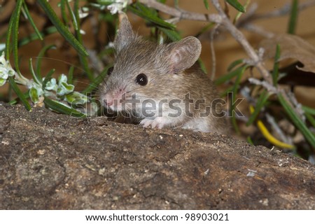 Wood mouse. Apodemus sylvaticus