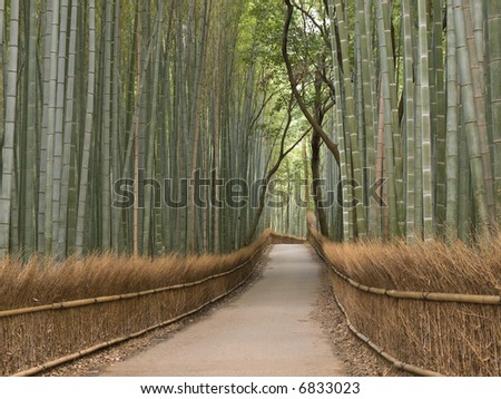 Bamboo grove in Arashiyama in Kyoto, Japan near the famous Tenryu-ji temple. Tenryuji is a Zen Buddhist  temple which means temple of the heavenly dragon and is a World Cultural Heritage Site.