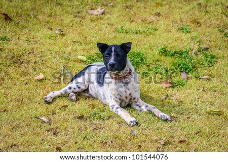 Thai dogs black and white polka dots