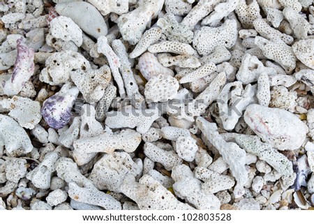 abstract dry corals on the beach