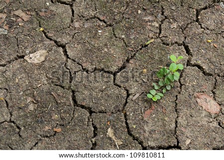 Little plant grow in dry cracked soil