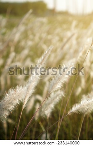 wild flowers in the morning sun vintage background