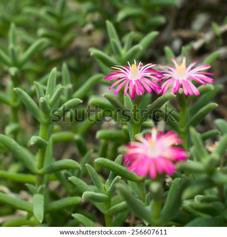 closeup desert flowers pink