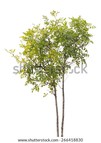 isolated tree