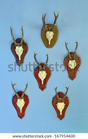 Six horned roebuck skulls on wall as hunting trophies.