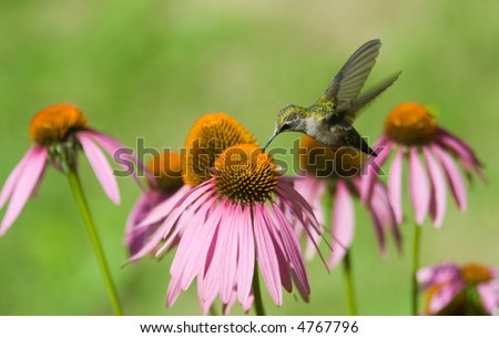 A humming bird in some pink flowers eating