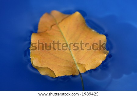 A golden autum leaf floating in water outdoors in sunlight