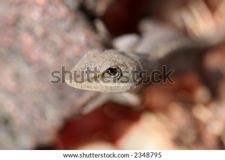 A small cautious lizard.  Narrow depth of field focusing giving priority to the eye and face area.