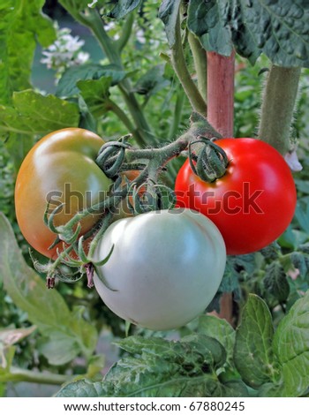 Vine Tomatoes in three stages of ripening.