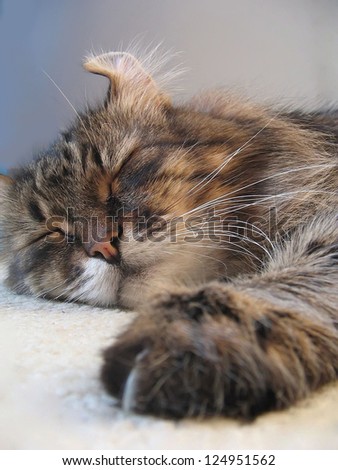 Sleeping siberian cat