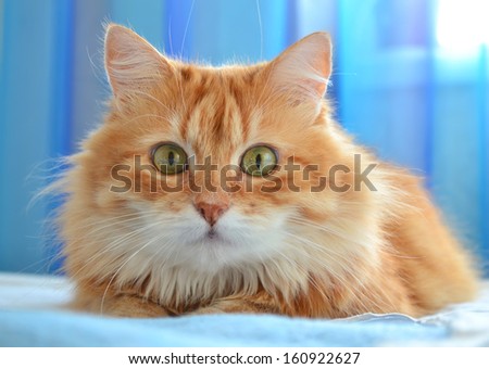 The portrait of red cat