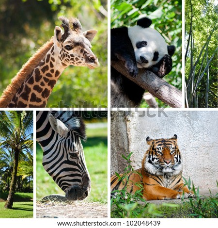 Zoo collage with six photos of different animals