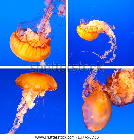 Jellyfish collage with four photos, made in Vancouver aquarium