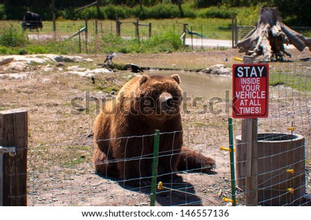 Bear sitting behind the wire fence at the Olympic wildlife zoo,  game farm