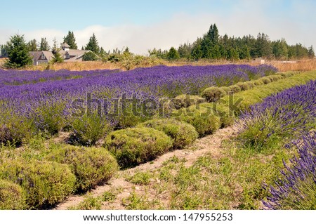 Beautiful lavender field landscape with house, summer, Sequim, WA