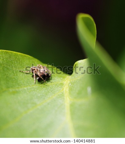 A spider on a leaf holding a fly it has captured.