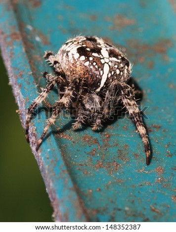 The  European garden spider is found in almost every country in the northern hemisphere, they feed on flying insects - butterflies, wasps and flies. Common names Cross, Diadem or Garden Orb-web spider