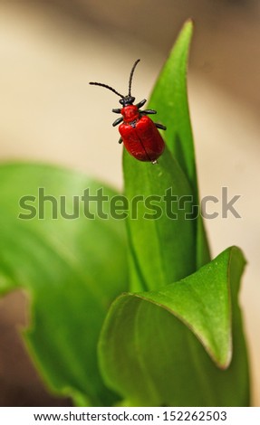 A bright red Lily Beetle on a leaf (Lilioceris lilii; red / leaf lily beetle)