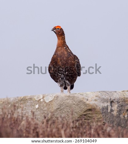 A Red Grouse on the North York Moors along the route of the Tour of Yorkshire cycle race