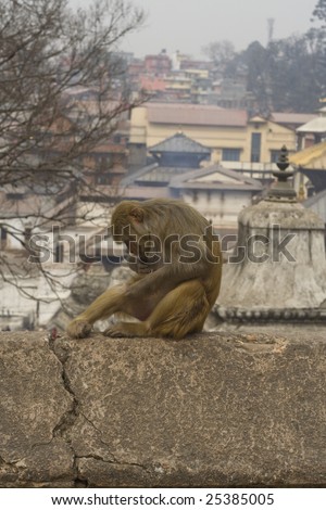 Single monkey in the Monkey temple