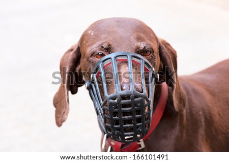 Sad dog with protection mask.Selective focus on the doge nose