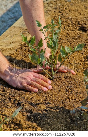 vertical orientation close up of a man's hands planting a tomato plant / Manly Tomato