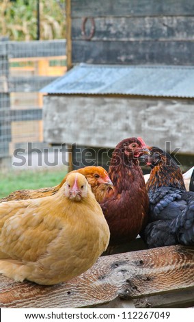 vertical orientation close up of hens outside on a sunny day with copy space / Happy Hens