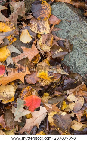 vertical orientation close up of oak and other leaves against a rock border outside, with copy space / Fall Leaves and Rock- Vertical