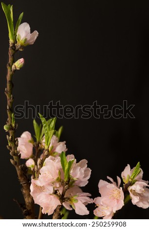 vertical orientation close up of peach blossoms just opening, isolated on a black background, with copy space / Peach Blossoms isolated on Black