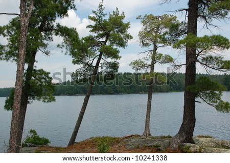 Leaning trees on remote wilderness island.  Northern Ontario.  Canada.