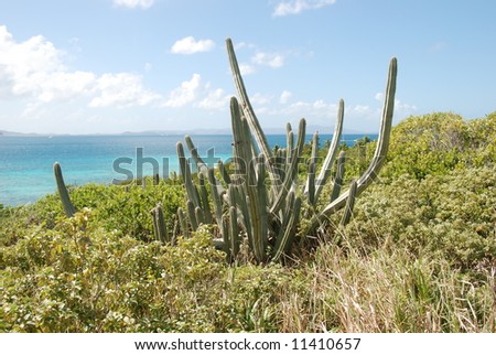 Cacti on desert island.  Sandy Cay.  British Virgin Islands.