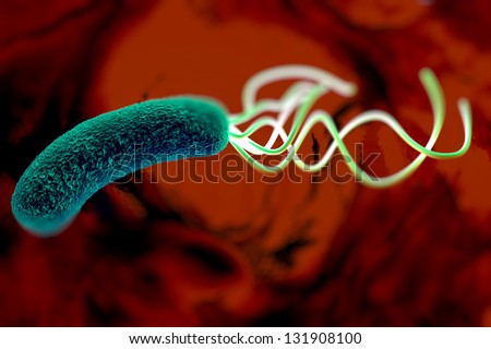 helicobacter pylori bacterium with high details
