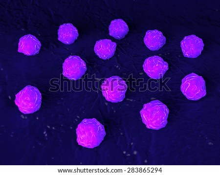 Bone marrow, stem cells of human bone marrow stem cells. These cells are known as multipotential stem cells because they form the precursors to every type of blood cell.