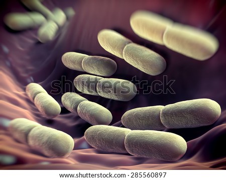 Lactobacillus bacteria. This lactic acid-producing bacteria is used in the production of yoghurt and other fermented products.they serve a protective role against more dangerous bacteria.