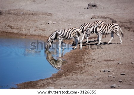 three Zebras drinking at a waterhole - reflecting in water