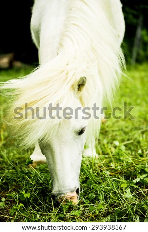 White little pony grazing on the green meadow. Selective focus.