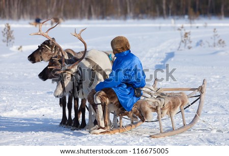 Reindeer are in harness during on sundown background. Shepherd sitting on sledges.