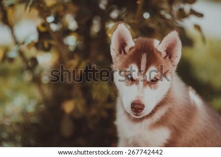 Husky dog