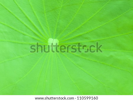 Pattern of a lotus leaf.