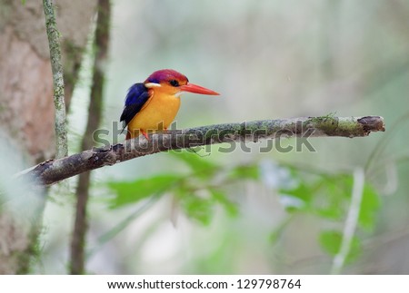 The Oriental Dwarf Kingfisher also known as the Black-backed Kingfisher or Three-toed Kingfisher (Ceyx erithaca) is a species of bird in the Alcedinidae family.
